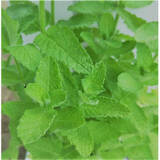 典絮羽叶茑萝花种子四季易种活庭院阳台盆栽爬藤花卉植物五角星花种籽 苹果薄荷（香薄荷）种子100粒