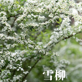 萌肉居雪柳水培植物开花花卉龙柳插花干枝45cm高20支+营养液源头直发