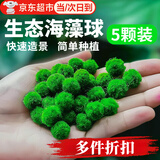 佐之寻海藻球绿藻球鱼缸水族箱造景观赏活体真水草生态球微景观水藻球 五颗1岁(1.1～1.2cm)