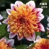 大丽花种子重瓣大花种籽耐热四季易种庭院阳台盆栽花草种子籽 园艺秀300粒+肥
