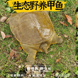 外塘公雄甲鱼活体鲜活食用活物小甲鱼苗用团鱼中华鳖母甲鱼 促销1-1.5斤热卖