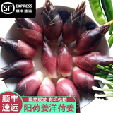 半亩庄园2025新鲜阳荷姜洋荷姜阳和姜阳藿蔬菜当季现摘现发洋河【顺丰】 500g