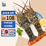 鲟食 生鲜小青龙新鲜冷冻龙虾 国产超大青龙虾 海鲜大虾中秋送礼 超大青龙虾 1.5-1.8斤/只