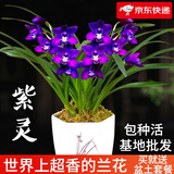 劉閣蘭花建兰四季兰花苗超香七彩玲珑现带花苞出售有香味的阳台盆栽绿植 紫灵2苗，加盆土肥,说明书