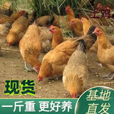 现货半斤一斤五黑鸡活苗纯种五黑一绿鸡绿壳蛋鸡半斤土鸡正宗乌骨 一斤左右高产蛋土鸡5只装