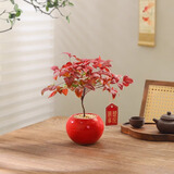 八芽南天竹盆栽室内桌面客厅喜庆好养花卉耐寒绿植年宵花过年送礼盆景 南天竹-红球盆-吊牌-叶片春绿秋红