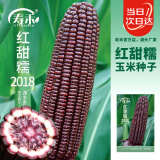 寿禾 玉米种子黑红甜糯大田家庭种植蔬菜种籽 红甜糯2018玉米种子30g