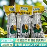 王老宝25年新玉米 东北糯玉米 精选大棒 真空玉米棒 低脂新鲜甜糯粘玉米 白糯10支铝箔袋 单支260g以上