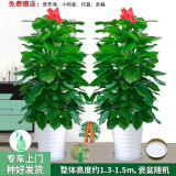 绿韵花田【两小时达】步步高发财树盆栽植物室内大型植物客厅开业公司门口 绿萝一对