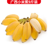 静益乐源广西小米蕉 粉蕉 新鲜香蕉水果 净重9斤装