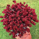 多肉植物小盆栽批发套装多肉组合桃蛋玉露绿植花卉桌面阳台办公桌 大盆小球玫瑰【40-50头】原盆发