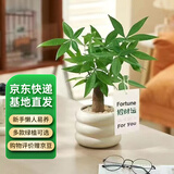 京云梦发财树小盆栽花卉办公室绿植招财送礼单杆发财树甜甜圈源头直发