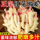 嫩姜山东红芽姜2025新鲜仔姜子姜四川指头生姜非云南小黄姜泡老醋 净重 5斤
