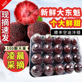 秒时鲜现摘东魁杨梅大果端午节礼盒福建当季杨梅新鲜水果仙居东魁杨梅 热卖爆款 |大果100颗礼盒2200g