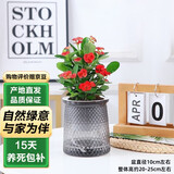 泰西丝铁海棠绿植盆栽桌面好养水培植物摆件+繁星塑料吸水盆 源头直发