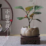 八芽盆栽小盼菩提树植物室内禅意盆景办公室桌面好养绿植源头直发包邮 莲花盆菩提（含方木托+紫砂托）