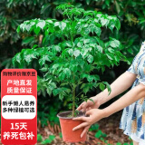 欧芽幸福树绿植花卉小盆栽室内客厅办公室D6 幸福50-60厘米1颗(原土发货) 含盆