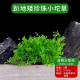 疯狂水草（FKSC）真水草鱼缸造景套餐净化水质懒人鱼缸水草植物直接入缸蜈蚣草 【自带水草泥】趴地矮珍珠小坨