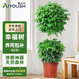 爱优尚幸福树盆栽客厅室内大型绿植办公室乔迁新家绿宝净化空气源头直发