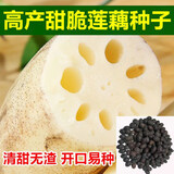 食用莲藕种根苗水果藕莲藕种子荷花种 深浅水藕盆栽水养缸桶水田 高产甜脆莲藕种子30粒