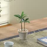 八芽盆栽竹柏室内客厅好养花卉绿植办公植物桌面植物盆景源头直发包邮 竹柏-手工锤纹杯 陶瓷盆-带盆栽好