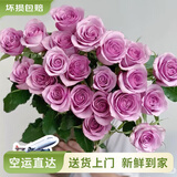 云南鲜花批发品质玫瑰百合水养鲜切花送女友生日礼物源头直发 紫玫瑰-10支（不定品种） 【任选2件—不收运費】