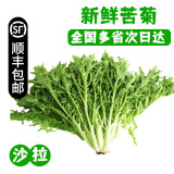 【顺丰】羽衣甘蓝 新鲜沙拉菜 都市健康轻食蔬菜 苦菊500g