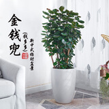 花城水调金钱兜金钱树福禄桐室内大型绿植大盆栽植物圆叶钱多多除甲醛 高60-70cm含胶盆