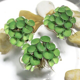 鱼缸造景净化水质肚兜萍水浮萍槐叶萍懒人水草一叶莲浮萍养鱼龟水 肚兜萍1棵（小）