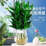 花伴水观音竹富贵竹水培绿植树脂盆盆栽植物 观音竹3棵+花边玻璃瓶（1盆）