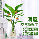 壹植水培天堂鸟盆栽花卉植物室内客厅绿植桌面鹤望兰吸甲醛四季好养活 精品水培天堂鸟20-30厘米1棵 不含盆
