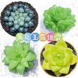 墨一玉露多肉植物带盆栽好蓝镜玉露办公室桌面盆栽植物花卉教师节礼物 【属兔玉露】组合 带盆栽好