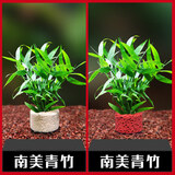 云峰海瑞水草活体懒人草鱼缸造景活体水草套餐鱼缸水草有茎类中后景真水草 【好养易活】南美青竹净水石1份随机
