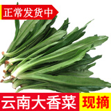 辰实云南大香菜 德宏缅芫荽 刺芫荽 傣族傣味香料 新鲜蔬菜 500g【新鲜云南大香菜】