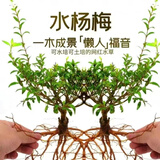 原生态水杨梅水培水生植物老桩水陆缸室内绿植鱼缸造景懒人绿植物 【保鲜发货】 带芽16-25cm一年苗【1棵】