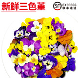 旷古农业【顺丰】新鲜三色堇 三色花鲜花草酒店西餐烘焙点缀摆盘装饰 50朵*1盒