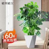 植男植女老桩龟背竹大盆栽客厅室内大型植物大叶北欧真绿植办公室源头直发