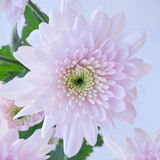 琼花玉叶新品小切花菊苗 雏菊花苗室内盆栽花卉多年生宿根植物 21  桃花雪 小苗_pmjs 新手初试1颗