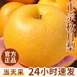 梓颐山东莱阳秋月梨新鲜当季冰糖甜雪梨蜜梨子千玥膏梨水果中秋送礼盒 5斤精选商超特级果7-9枚净4.5斤