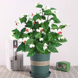 萌肉居龙吐珠盆栽绿植花卉观花植物带花苞植物/龙吐珠+加仑盆源头直发