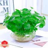 意轩铜钱草水培盆栽室内室外花卉金钱草绿植吸绿植花草植物 铜钱草1盆+玻璃水仙盆(带叶发货)