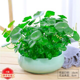意轩铜钱草水培盆栽室内室外花卉金钱草绿植吸绿植花草植物 铜钱草1盆+绿色陶瓷盆