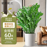 植男植女金钱树大型盆栽植物室内客厅办公室四季常青招财好养绿植源头直发