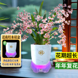 劉閣蘭花5色可选 水培梦香兰花苗带盆发货香水文心兰奶油味室内花卉盆栽草 粉色文心兰6壮苗年底开花 配灯光盆