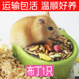 仓鼠活体仓鼠幼崽活的的小仓鼠仓鼠宝宝活物小仓鼠宠物用品仓鼠 布丁1只