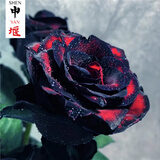 申堰【2颗】碎冰蓝玫瑰玫瑰老桩花卉绿植盆栽阳台花卉玫瑰花盆栽室内 稀有黑巴克/共【2颗】