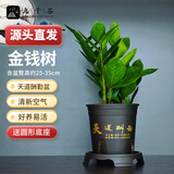 九千谷金钱树盆栽绿植花卉客厅阳台植物小盆景易活25-30cm源头直发