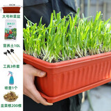 大禹韭菜根苗新根紫红根大叶韮菜移栽根种子四季寿光本地老品种蔬菜 200棵紫根韭菜根盆栽套餐大盆