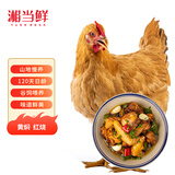 湘当鲜三黄鸡2.4斤 冷冻 农家散养土鸡 红烧炖汤食材 