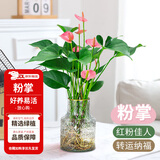 花翁红掌盆栽鸿运当头绿植室内桌面植物耐阴年宵花卉净化空气源头直发